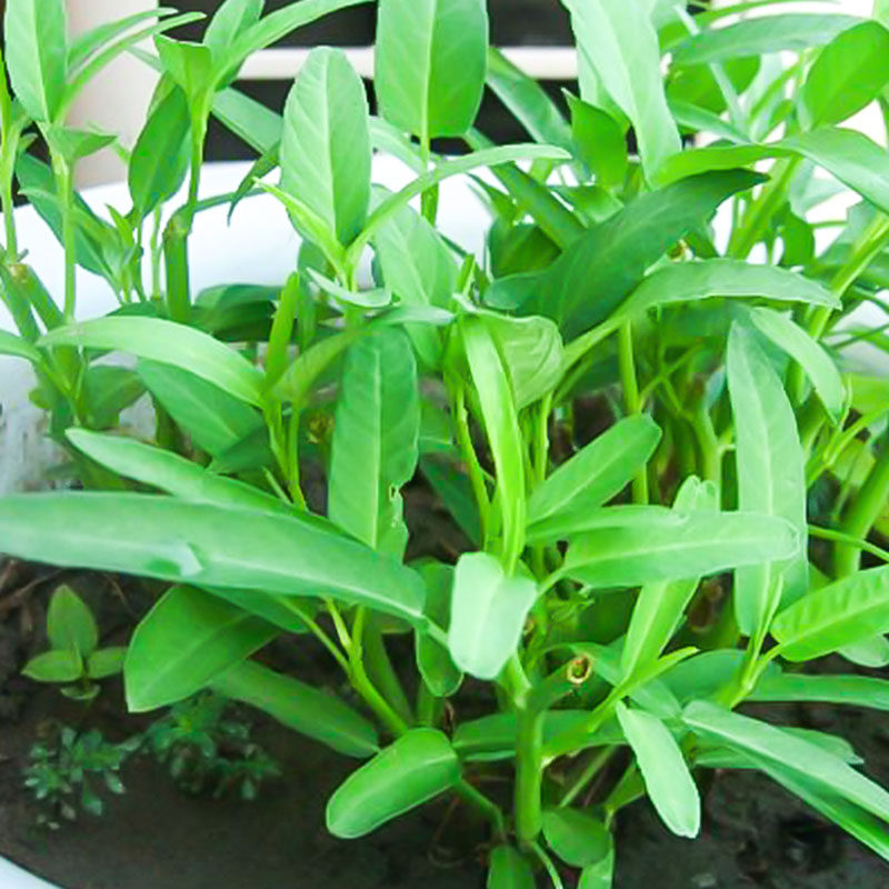 庭院阳台 柳叶空心菜种子 大叶空心菜 周期短 栽培容易 四季播