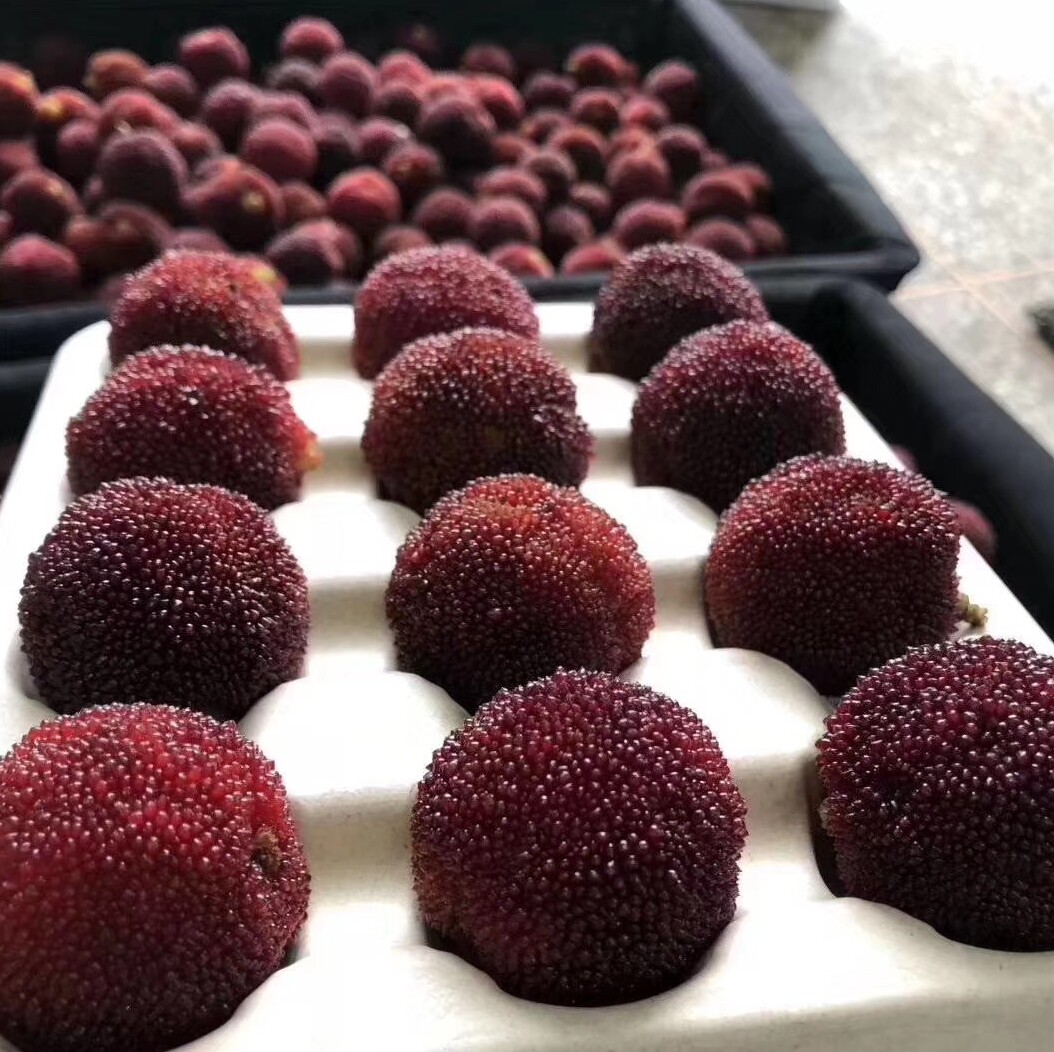 颗粒8a仙居东魁杨梅60颗乒乓球大果时令水果杨梅