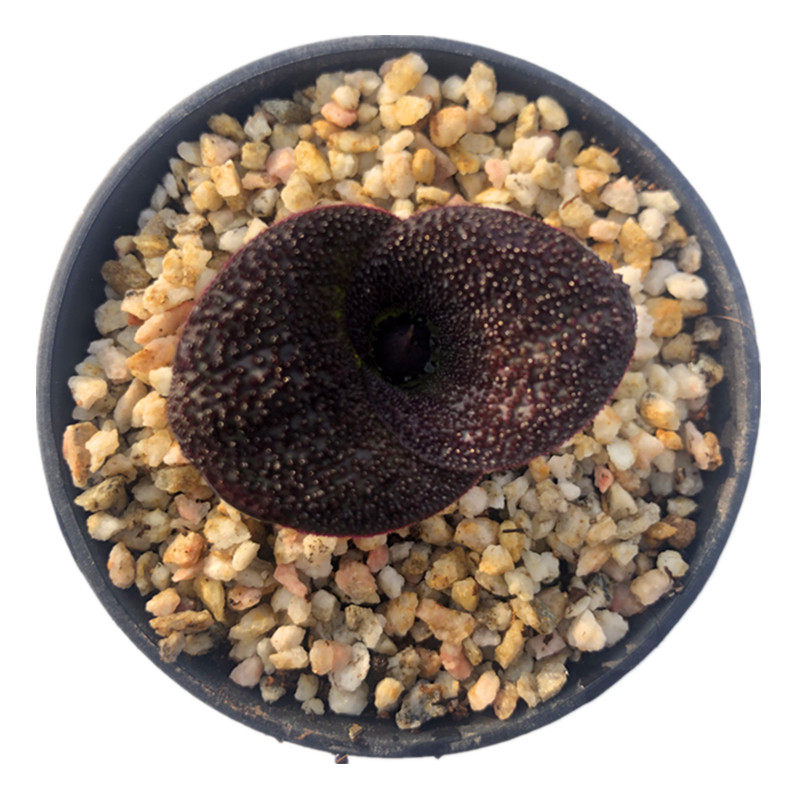 紫镜massoniapustulata南非球根植物多肉开花很香一物多肉植物