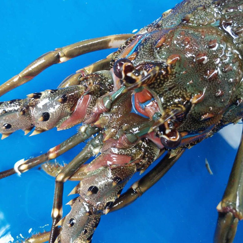 龙虾澳洲小青小青龙活体小龙虾鲜活越南印尼青龙活虾