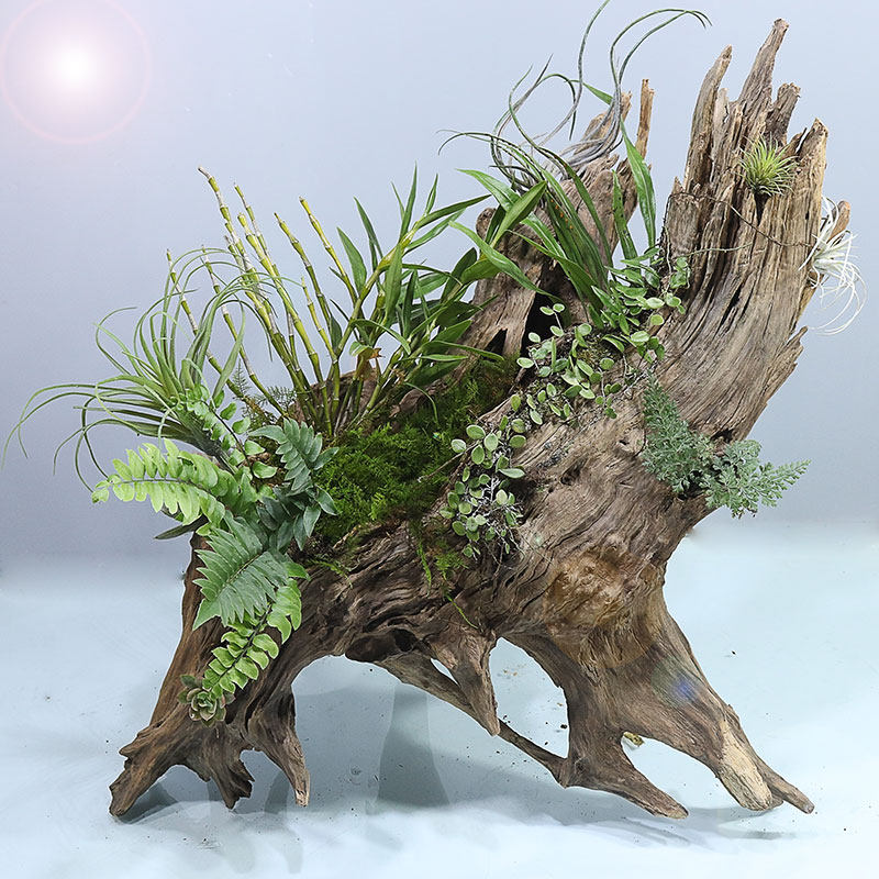 插花花盆枯树朽木花饰干花盆栽景观石斛树根花盆