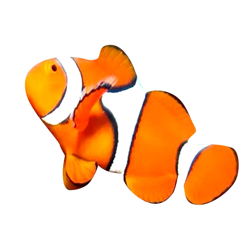 小丑鱼活体nemo人工海水鱼黑公子奥黑毕加索雪印鱼