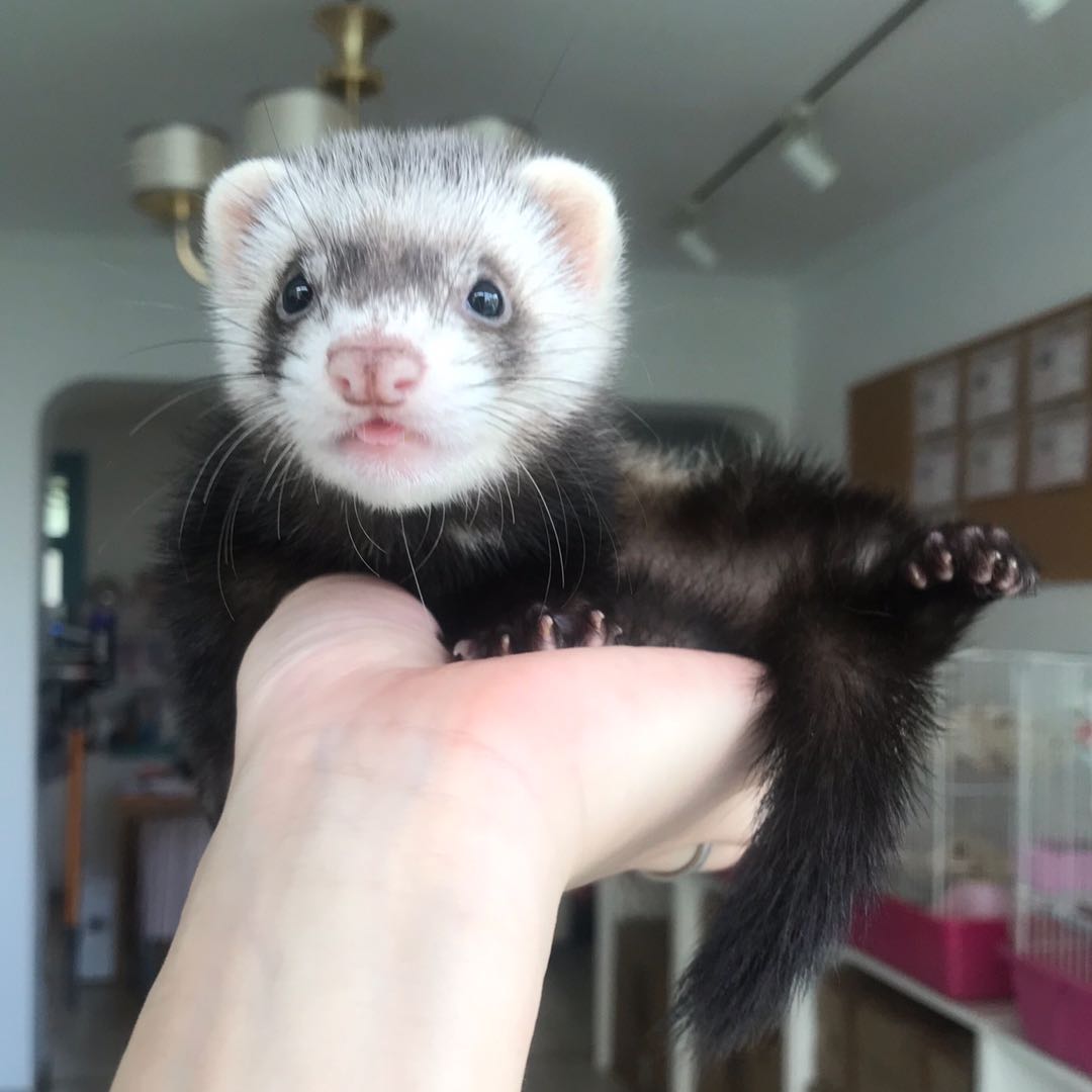 雪貂活体安格鲁宠物活物幼崽小龙安哥鲁笼子宠物貂
