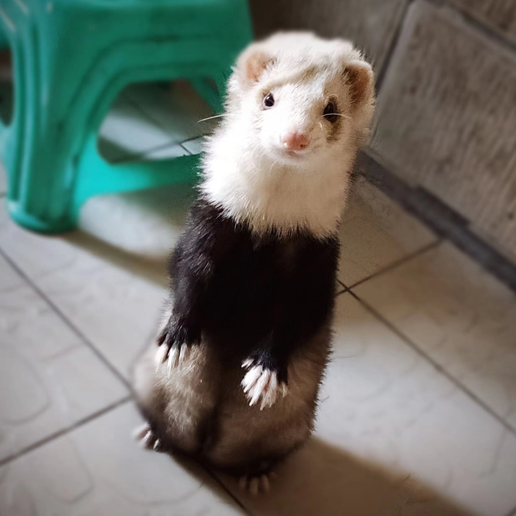 雪貂活体安格鲁宠物活物幼崽小龙安哥鲁笼子宠物貂