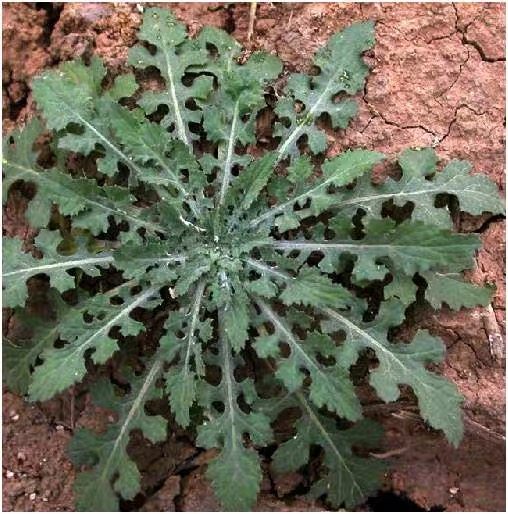 新鲜野生泥胡菜马菜石灰草500g包邮猪兜菜艾草剪刀草田青