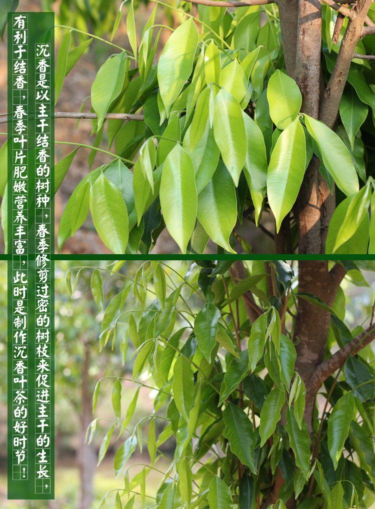 南和沉香海南特产沉香茶白木香叶代用茶沉香叶茶特级原料鲜叶