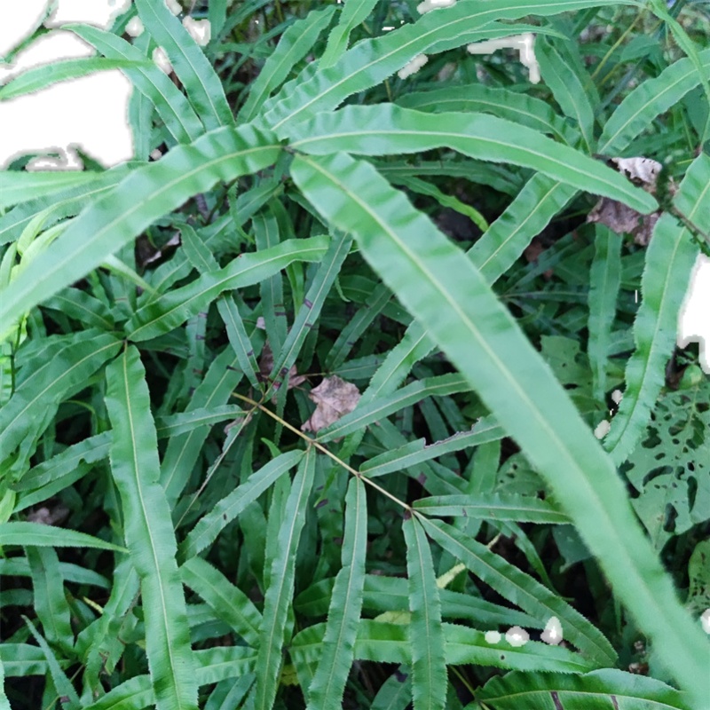 凤尾贵州草风尾欧洲鸡脚草鸡鸡爪草金鸡尾凤凰其他药食同源食品