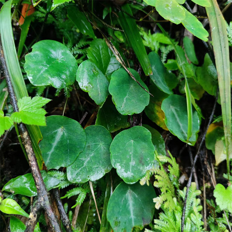 贵州深山中草药盾叶唐松倒地扫把龙眼羊耳新鲜其他药食同源食品