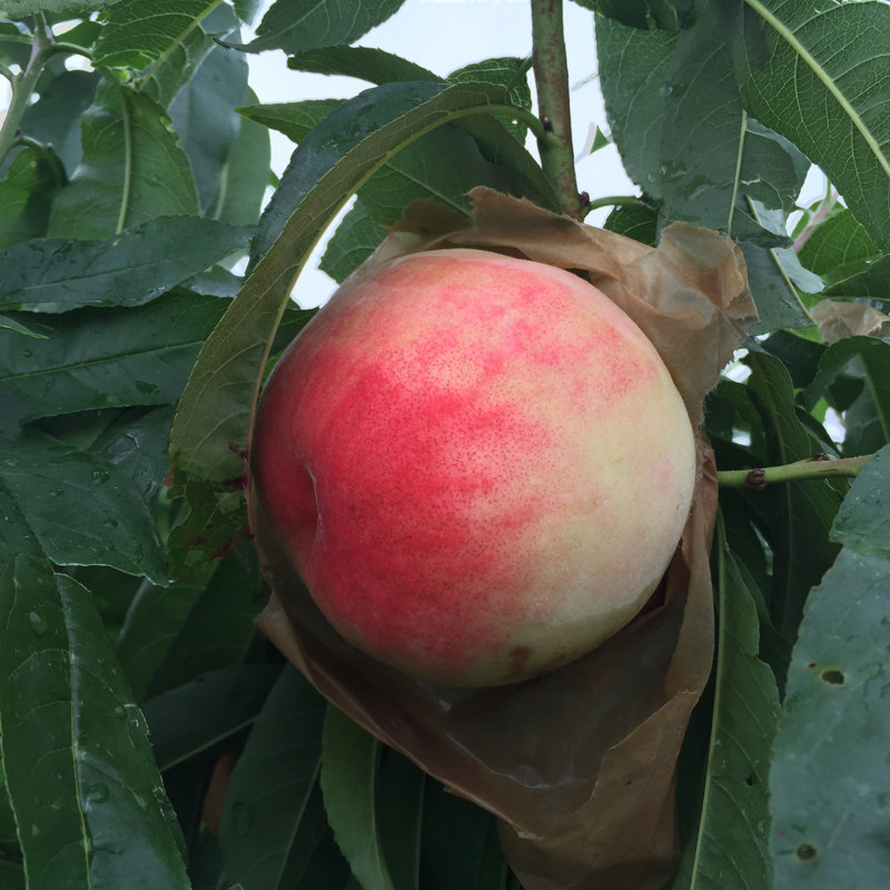 【桃咏】南汇水蜜桃12个装单果180-210g 新凤蜜露 已上市 发全国