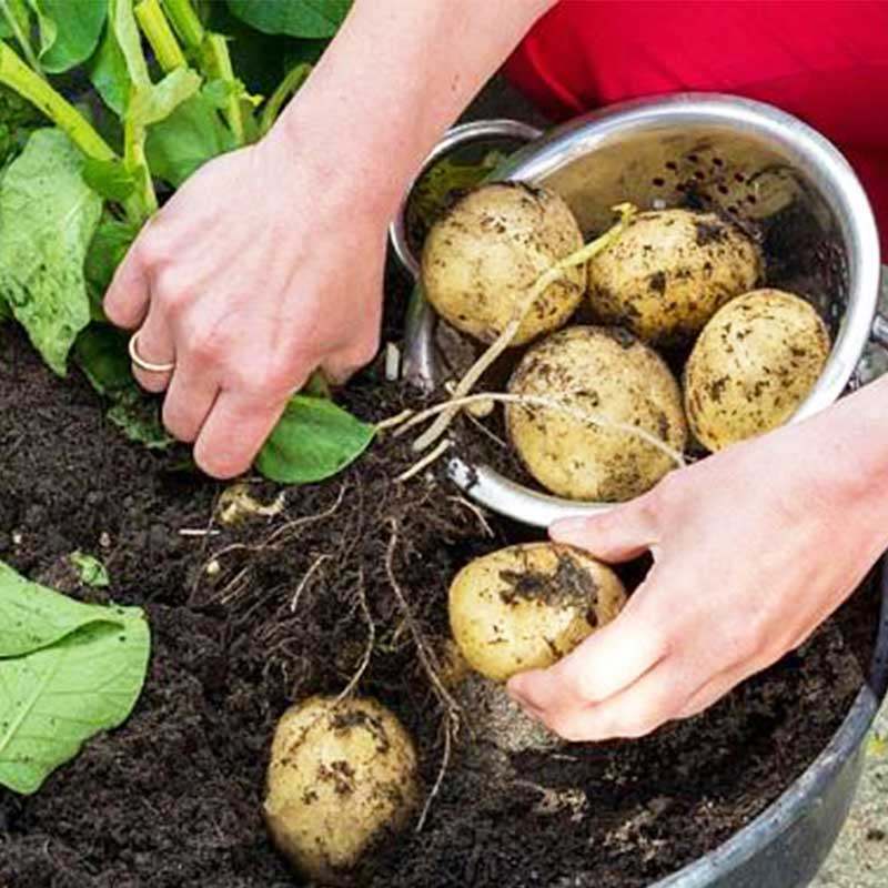 种植土豆室内阳台蔬菜菜种菜盆神器花生地瓜花盆