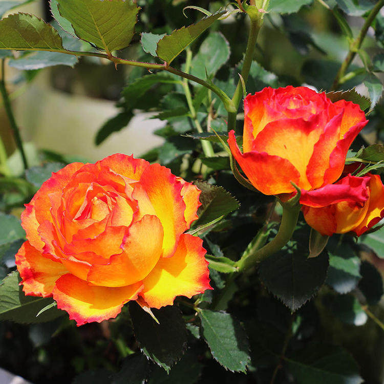 月季火焰阳台花卉盆栽庭院花苗月季花尼尔斯托花卉