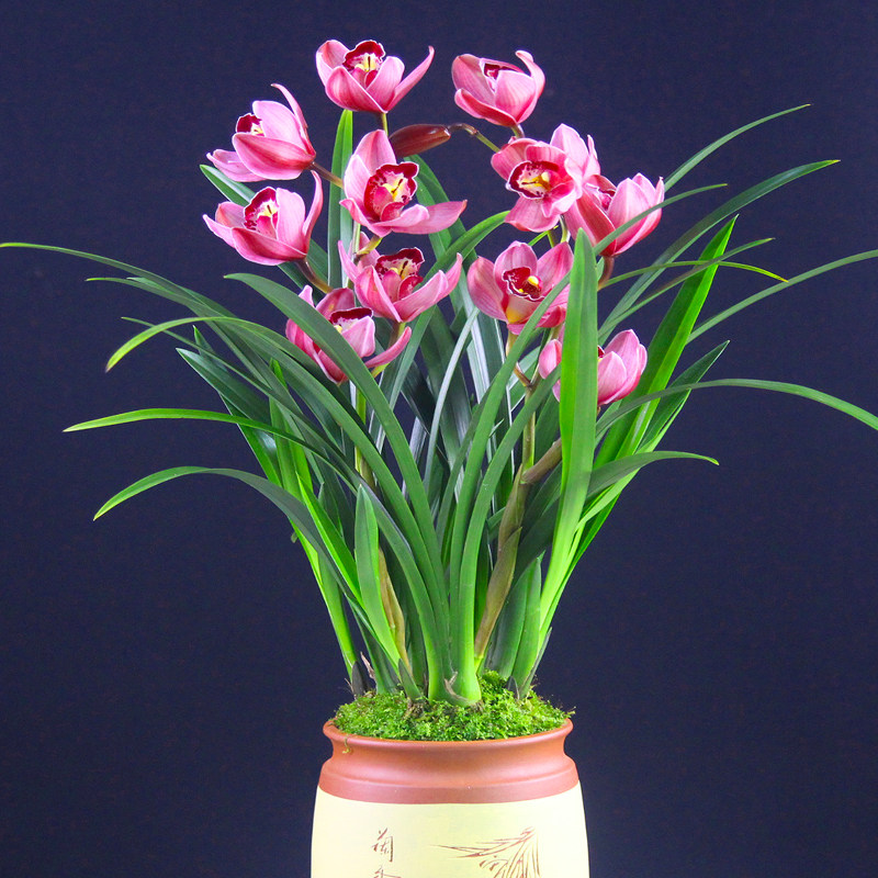 兰花红贵贵人蕙兰盆栽室内植物四季养大花浓空气净化剂