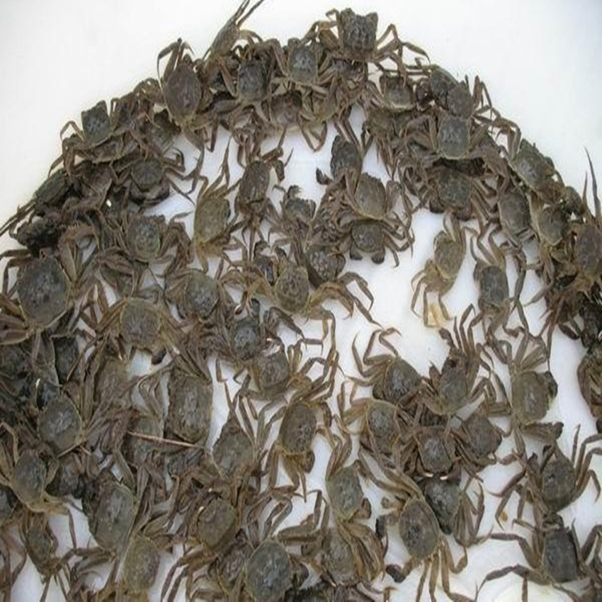盘锦扣蟹大闸蟹苗毛蟹螃蟹苗河蟹苗小螃蟹淡水活体养殖5斤装包邮