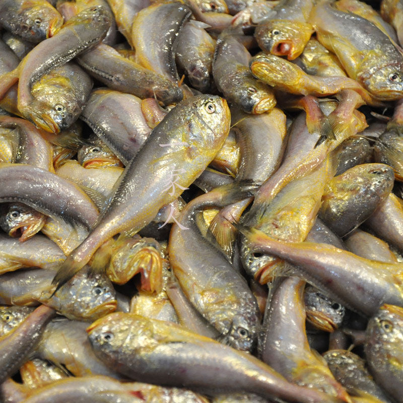 宁波特产象山鲜活水产海鲜野生小梅鱼梅子鱼其它