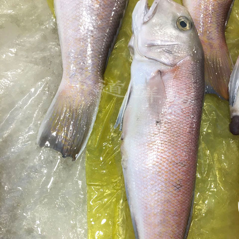 马头舟山宁波石浦东海新鲜鲜活野生方头方头鱼其它