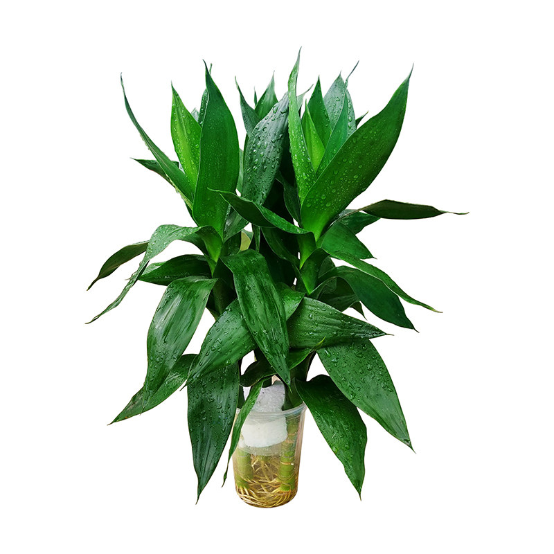 荷花竹莲花竹观音竹转运竹客厅办公桌面水培观叶植物盆栽除甲醛