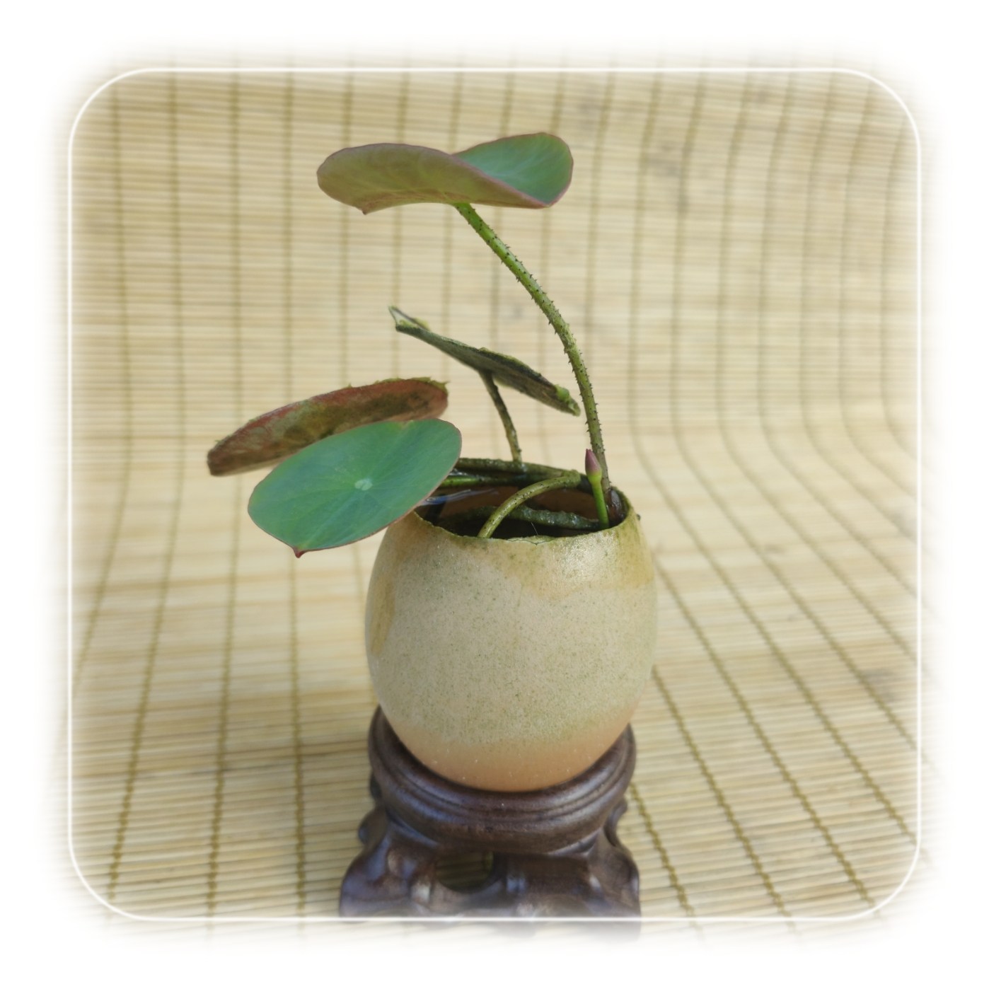 荷花宝店精选微荷小荷微型迷你盆荷水生植物时令草本花卉