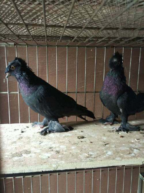 红色中原跟头观赏新疆翻翻种鸽黑白幼鸽广西鸟