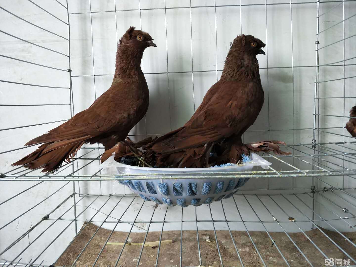 红色中原跟头观赏新疆翻翻种鸽黑白幼鸽广西鸟