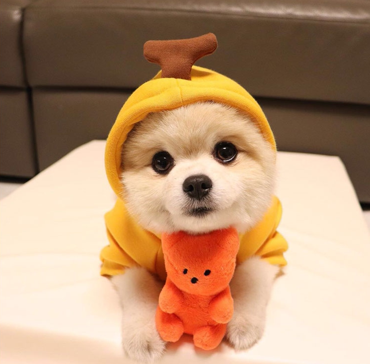 玩具ins熊泰迪夏陪伴约克泰迪犬比小熊小型宠物发声玩具