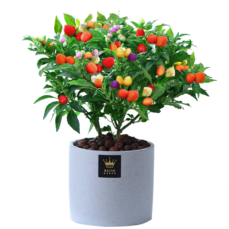 七彩盆栽树苗可食用小辣椒五彩阳台多彩花卉泡椒绿植