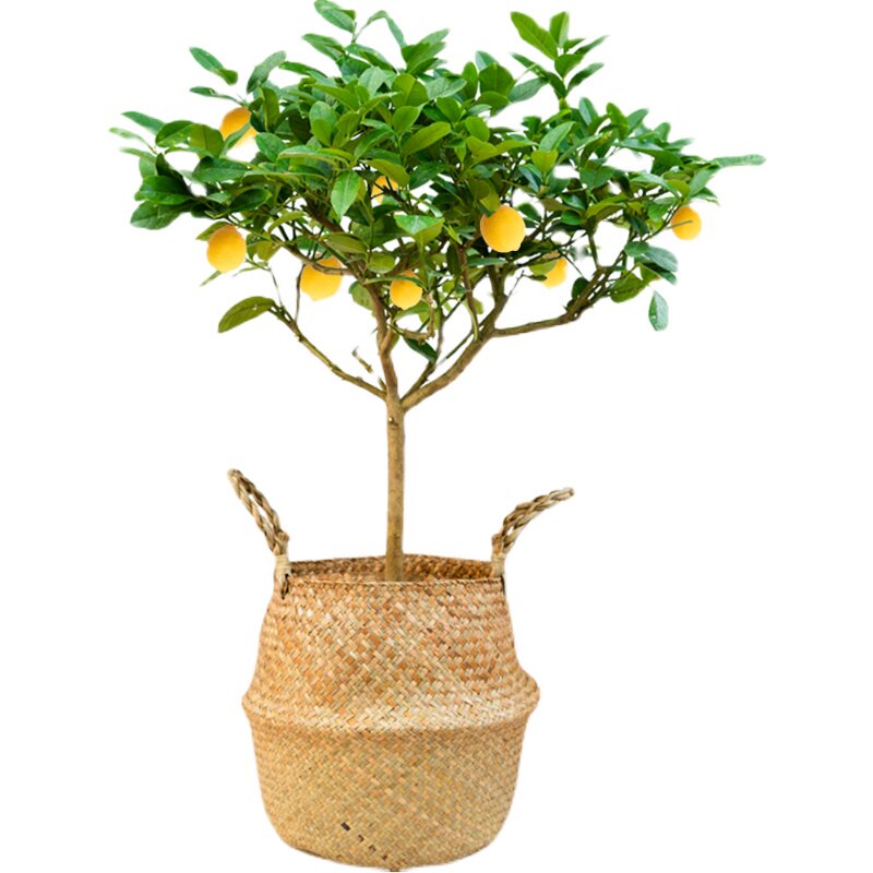 柠檬树棒棒糖造型果树客厅绿植结果可食用香水柠檬果树