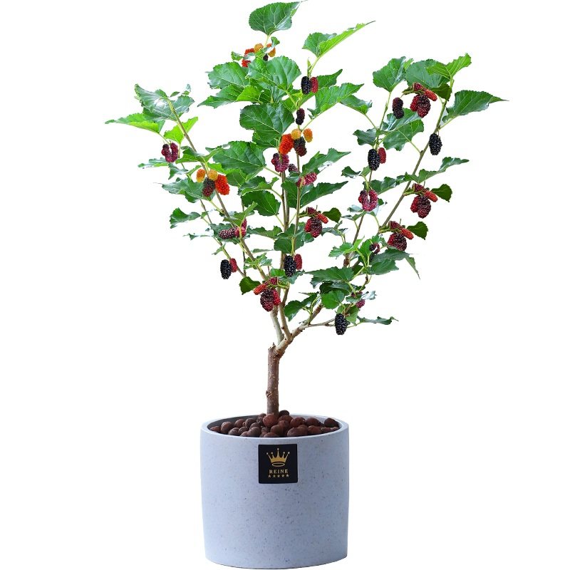 桑葚四季盆栽室内桌面桑树树苗带果庭院阳台果树