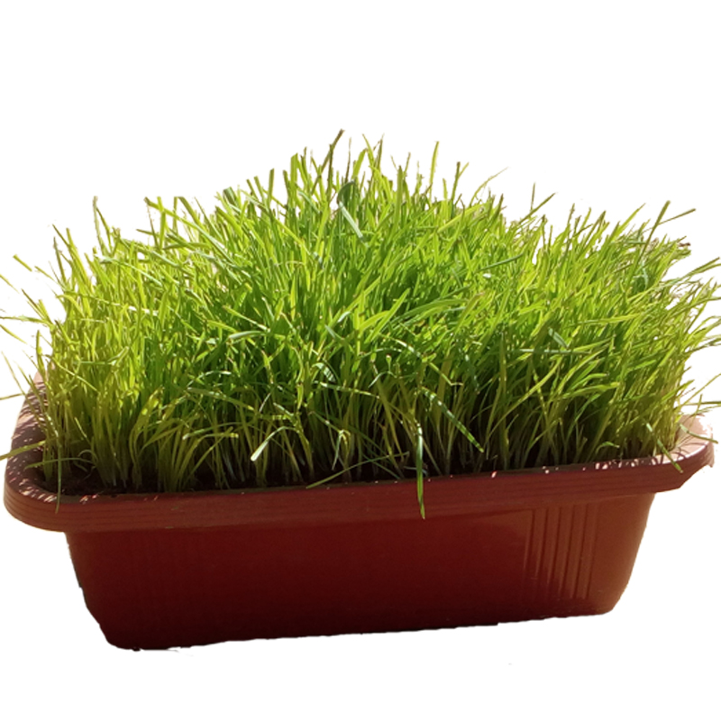 黄韭盆景南宫特产绿植盆栽好养易活客厅室内绿植