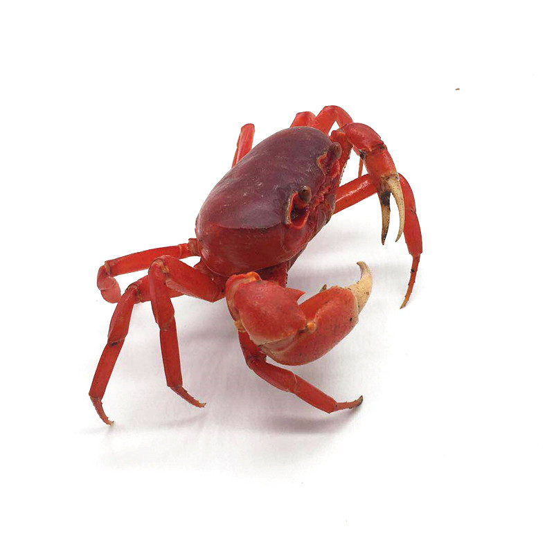 越南南红勾手另有相手迷你辣椒宠物观赏小螃蟹蟹