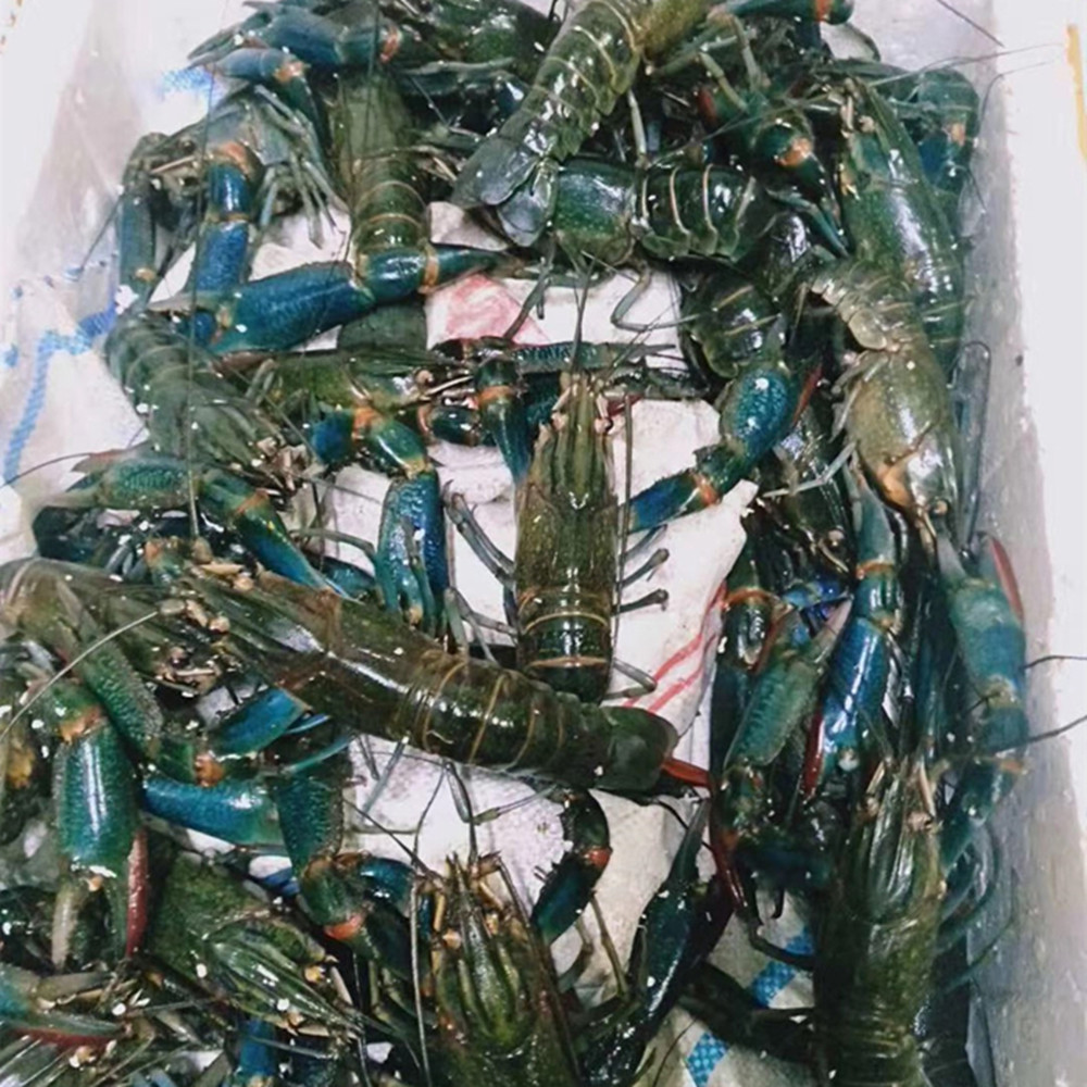 观赏澳洲淡水小龙虾宠物冷水大型天空蓝魔螯虾虾
