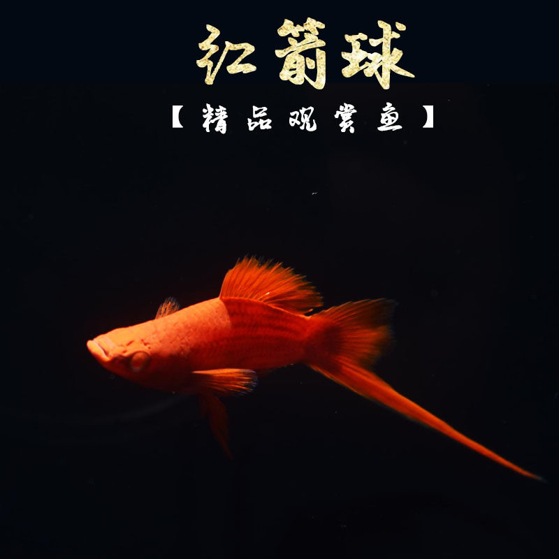 红剑球鱼红箭球体鱼高鳍红剑鱼苗小型热带观赏鱼鱼