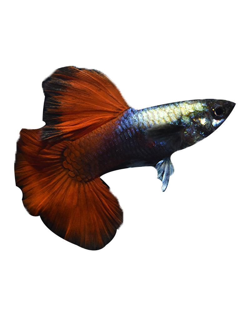 孔雀纯种白金红金红精品活体怀孕铂金礼服鱼