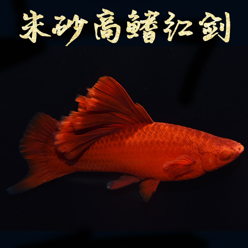 剑鱼高帆朱砂高鳍红箭红剑菊花狼牙玛丽胎生鱼