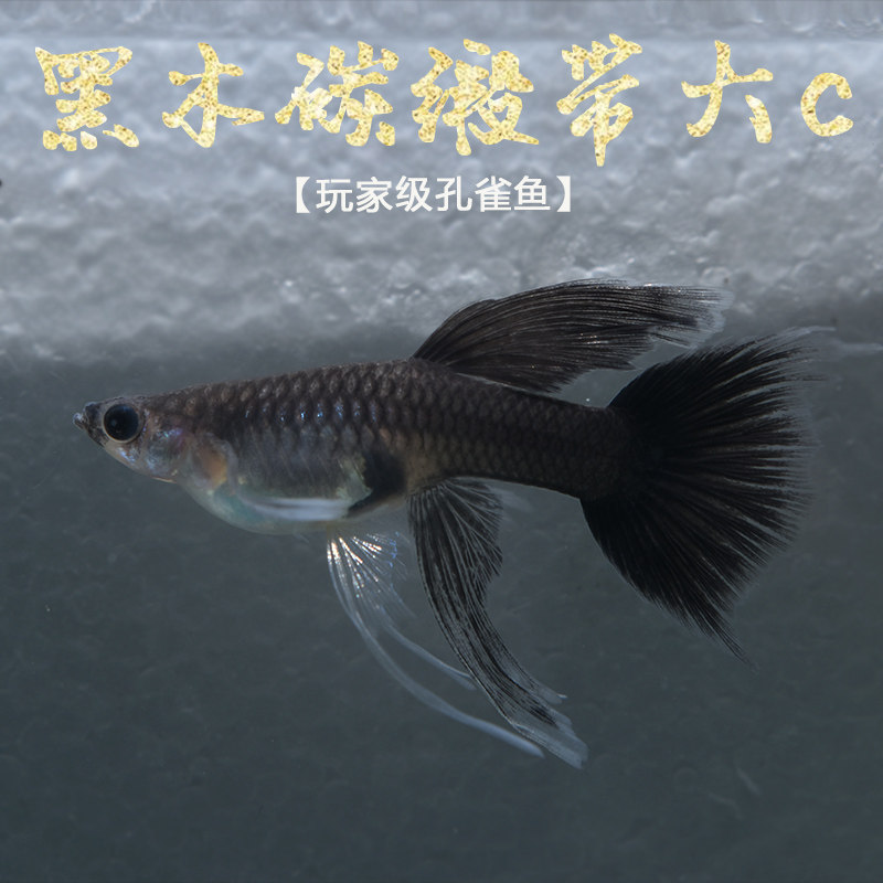 黑木炭缎带大c孔雀鱼精品观赏鱼孔雀鱼活体玩家级热带淡水