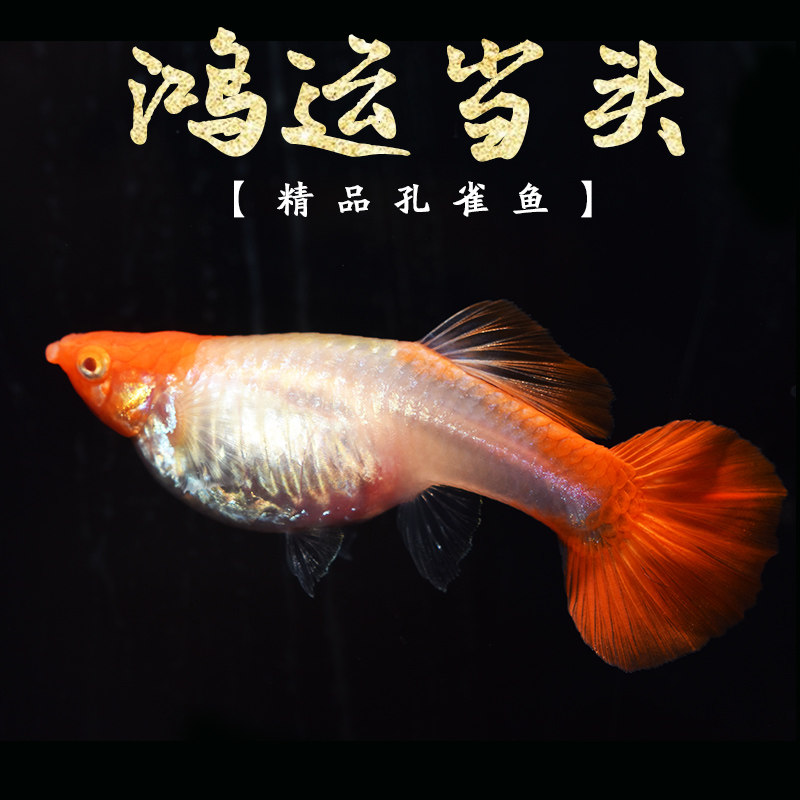 孔雀鸿运当头精品怀孕母鱼红头大肚子鱼