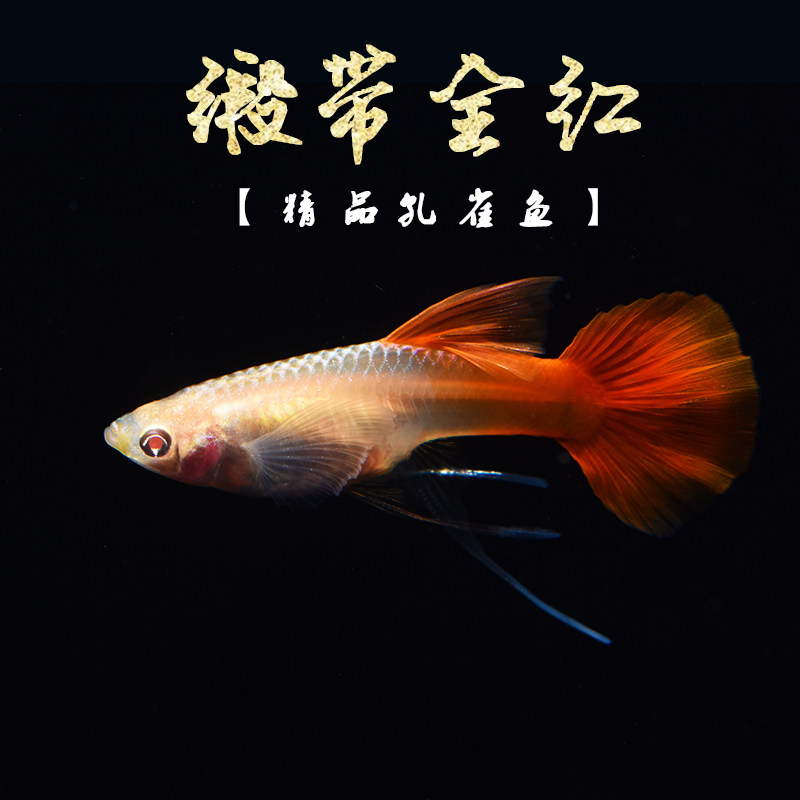 孔雀美国全红纯种怀孕缎带活体鱼