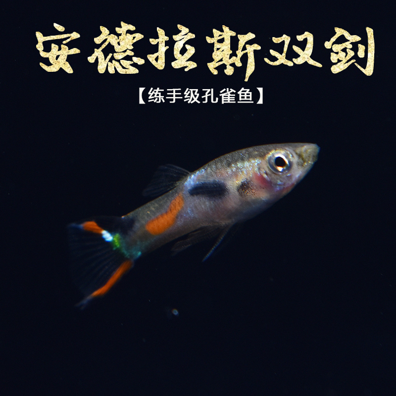孔雀安德安德拉拉斯双剑鱼草小型热带观赏鱼霓虹鱼