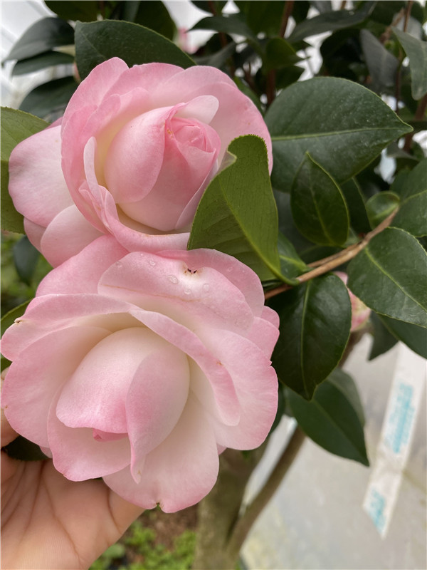 康寿桃美琳达茶花少有新品种山茶精品绿植花卉盆栽阳台植山茶包邮