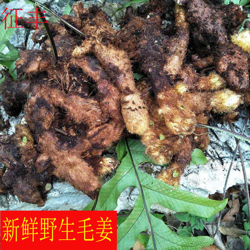 500克泡酒中药材 新鲜骨碎补 新鲜毛姜 猴姜 石毛姜 石良姜
