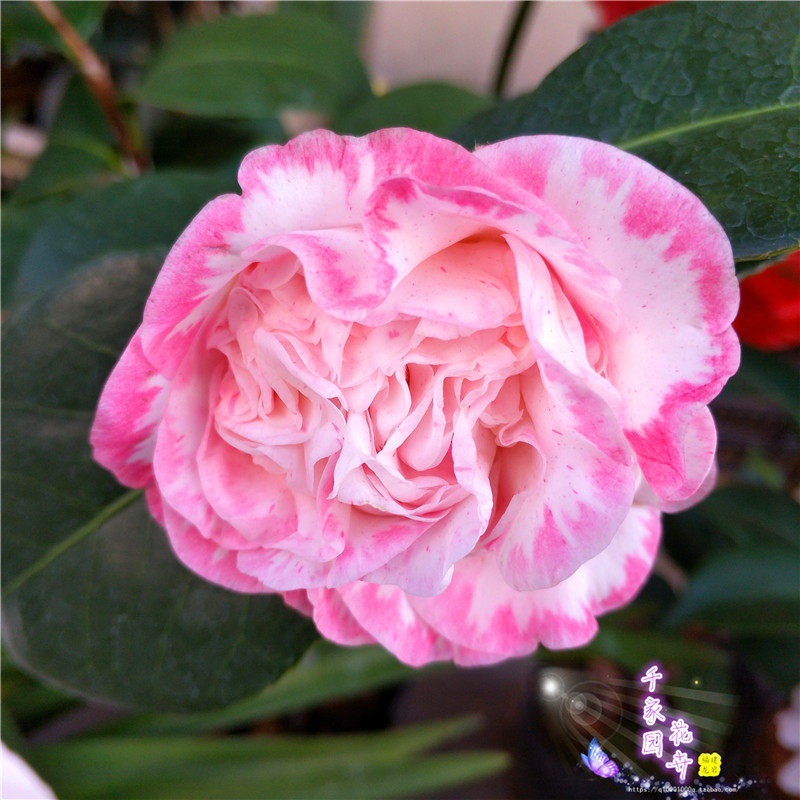 茶花白衣大彩带绿植进口复色二号女皇一号花苗品种时令草本花卉