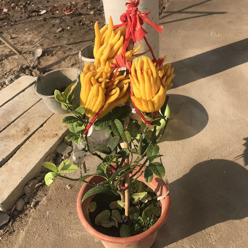 盆栽金佛手地栽观植物千佛手佛手果树树苗带果发货绿植