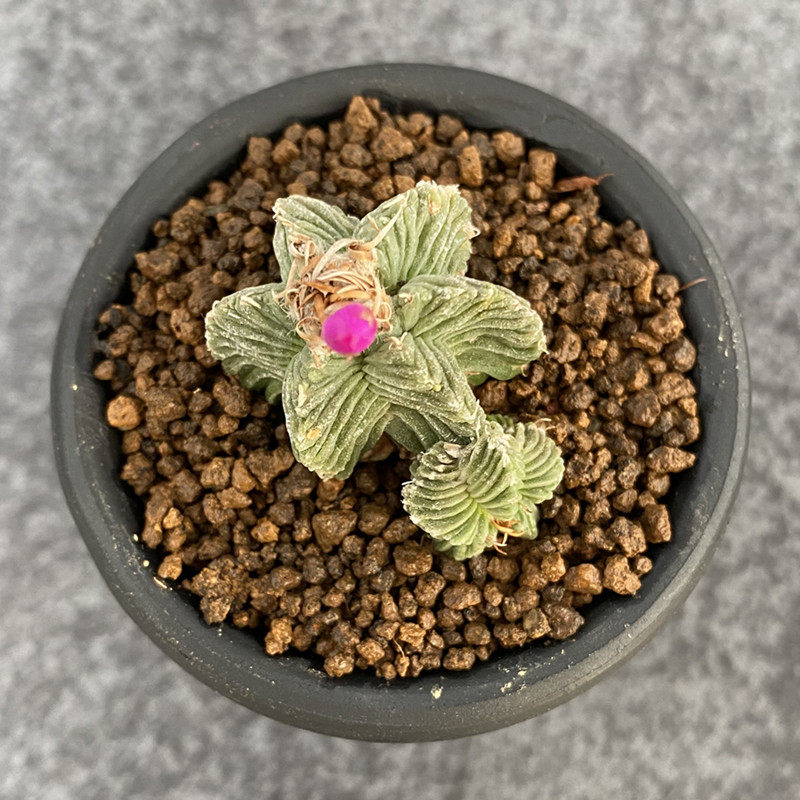 五星尚野园艺红龙星花一物一拍皱棱球属aztekium多肉植物