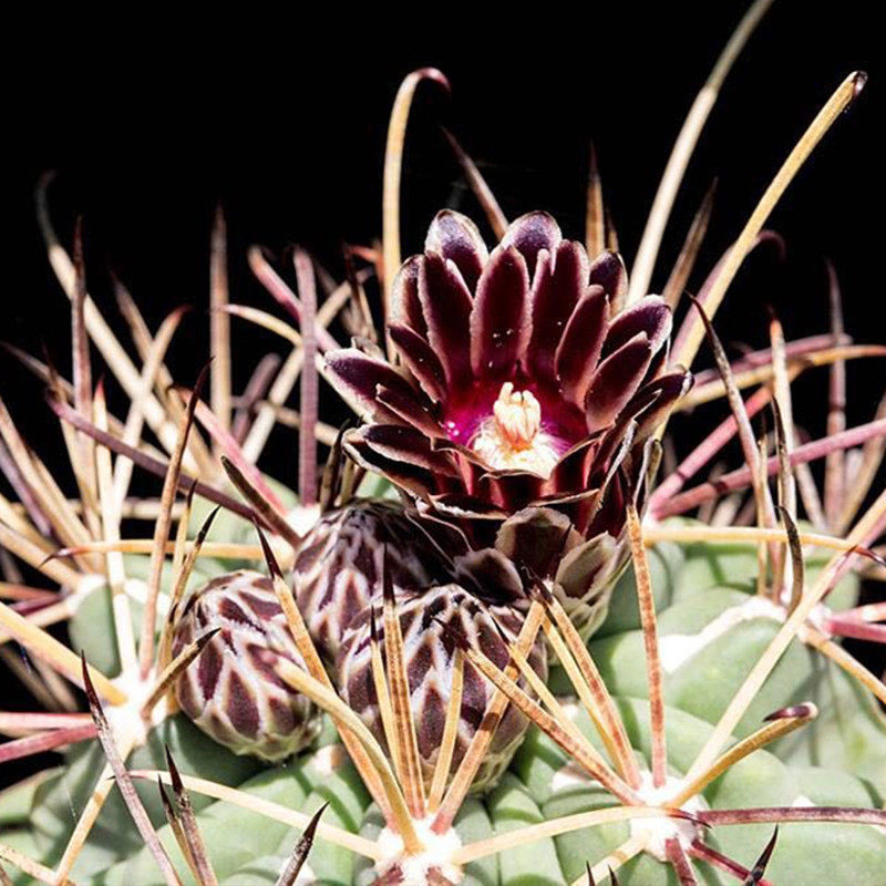 尚野园艺实生罗莎一物一拍稀有奇特精品黑色多肉植物