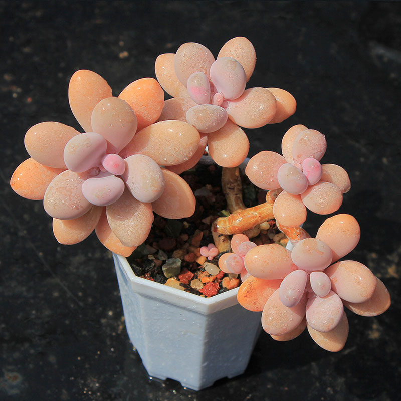 多肉植物桃蛋桃之卵圆滚滚多头群生老桩一物多肉植物