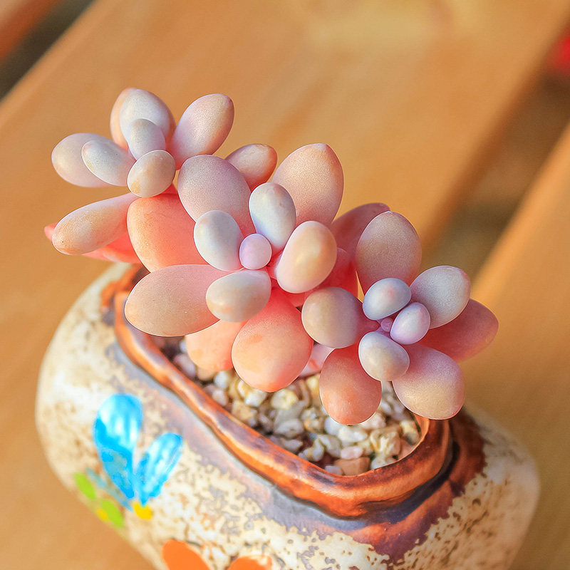 多肉植物桃蛋桃之卵圆滚滚多头群生老桩一物多肉植物