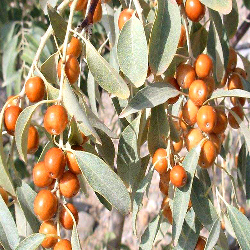 新货沙枣新疆特级免洗精选宁夏特产甘肃野生500克包邮银川零食