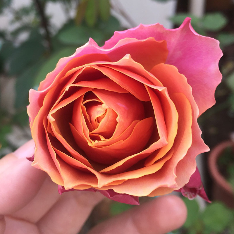 永远远的那不勒斯月季微月阳台盆栽花苗玫瑰庭院时令草本花卉