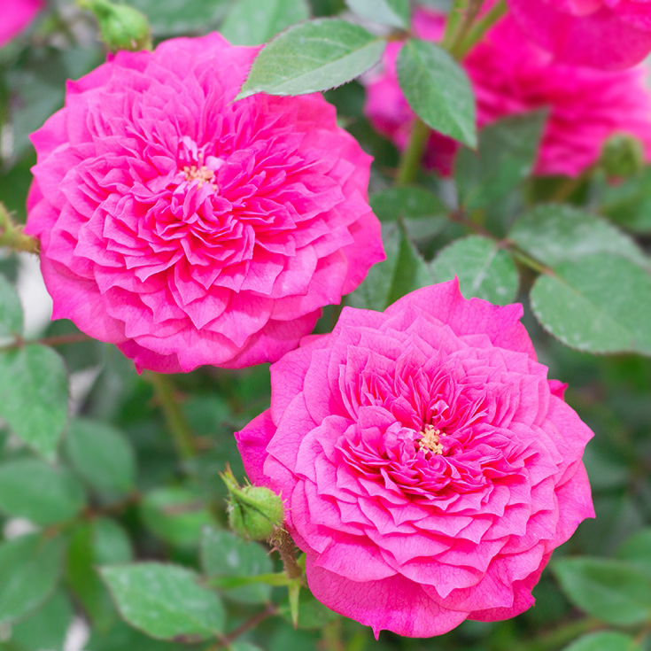 云梯花溪谷榴花秋舞月季月季花花苗大花微月阳台花卉