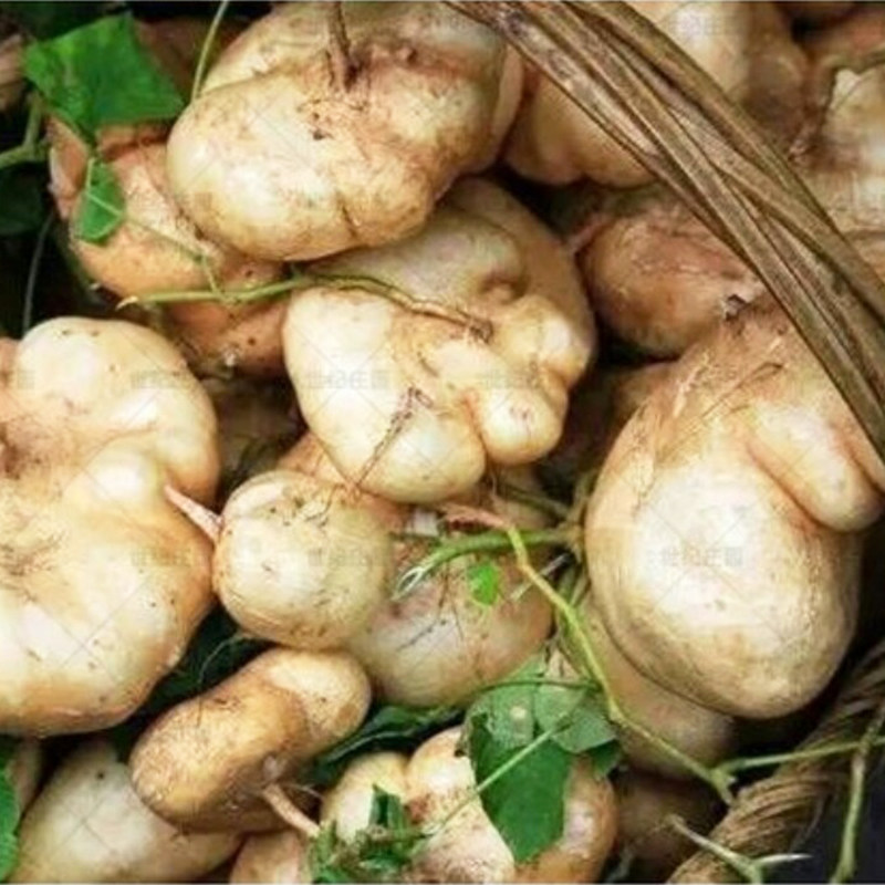 新鲜甜薯现挖农家萝卜瓜地豆薯沙葛凉薯特产番薯