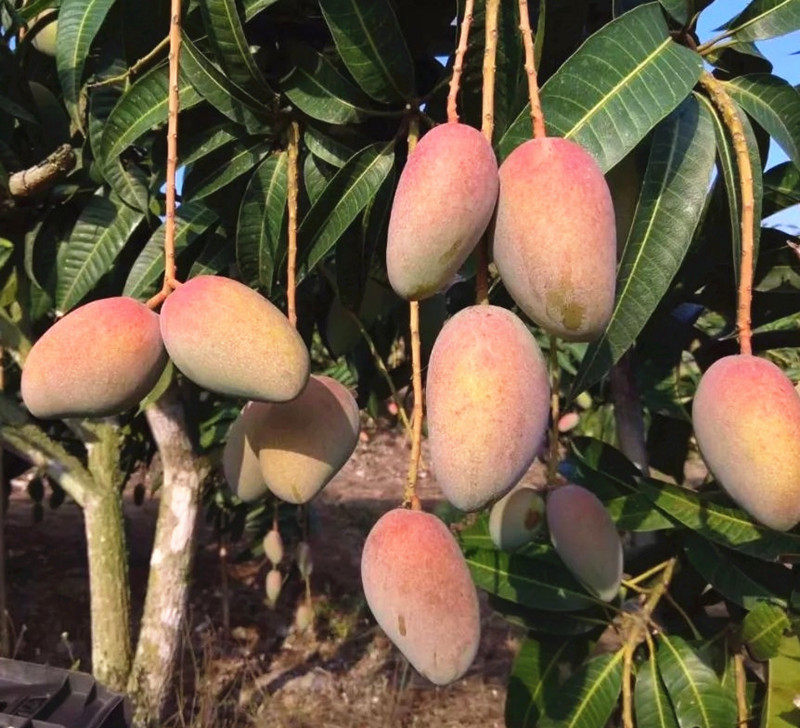 正宗嫁接芒果芒果树树苗南北方种植凯特四季红象果树